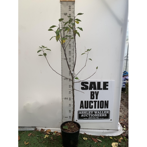 46 - ONE APPLE MALUS COX FRUIT TREE. SELF FERTILE IN A 12 LTR POT APPROX 180CM IN HEIGHT. FRUIT IS THE SA... 