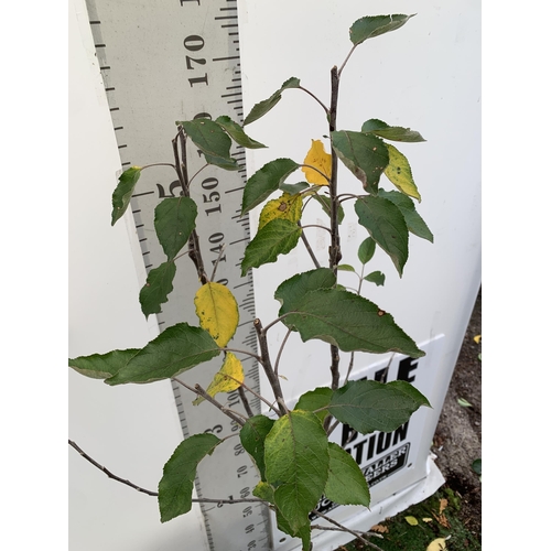 46 - ONE APPLE MALUS COX FRUIT TREE. SELF FERTILE IN A 12 LTR POT APPROX 180CM IN HEIGHT. FRUIT IS THE SA... 