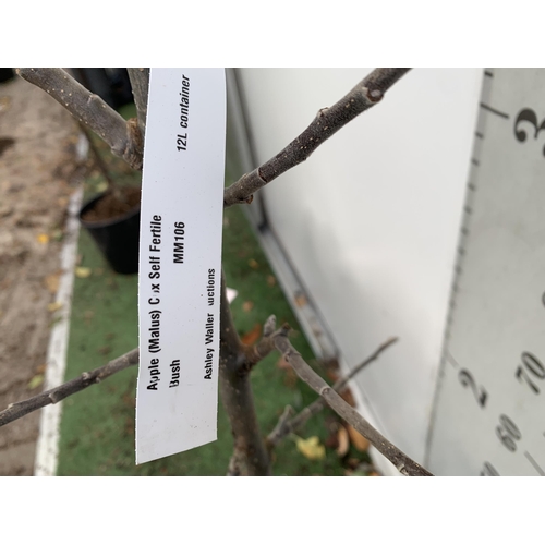 46 - ONE APPLE MALUS COX FRUIT TREE. SELF FERTILE IN A 12 LTR POT APPROX 180CM IN HEIGHT. FRUIT IS THE SA... 