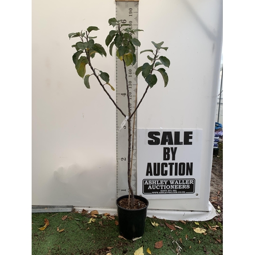 48 - ONE COOKING APPLE BRAMLEY'S SEEDING MALUS TREE. APPROX 180CM TALL IN A 12 LTR POT. PROPAGATED FROM T... 