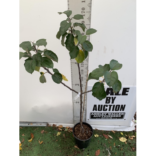 48 - ONE COOKING APPLE BRAMLEY'S SEEDING MALUS TREE. APPROX 180CM TALL IN A 12 LTR POT. PROPAGATED FROM T... 