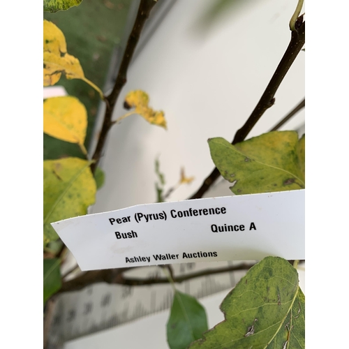 49 - ONE PEAR PYRUS FRUIT 'CONFERENCE' 170CM TALL IN A 12 LTR POT. PRODUCES SWEET JUICY FRUIT AND IS A GO... 