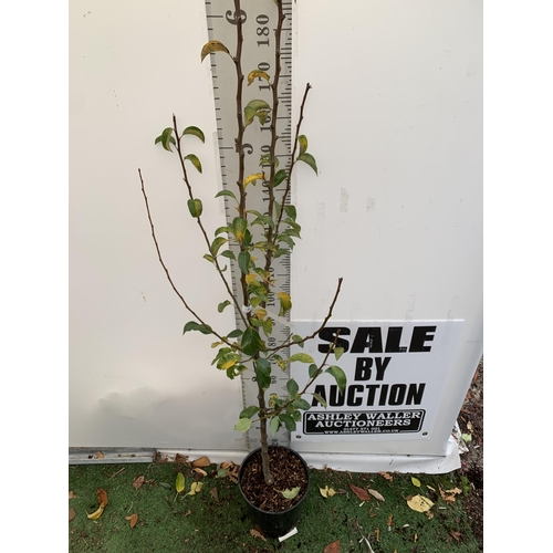 50 - ONE PEAR PYRUS FRUIT TREE WILLIAMS' BON CHRETIEN JUST UNDER 2 METRES TALL. IN A 12 LTR POT, THIS PEA... 