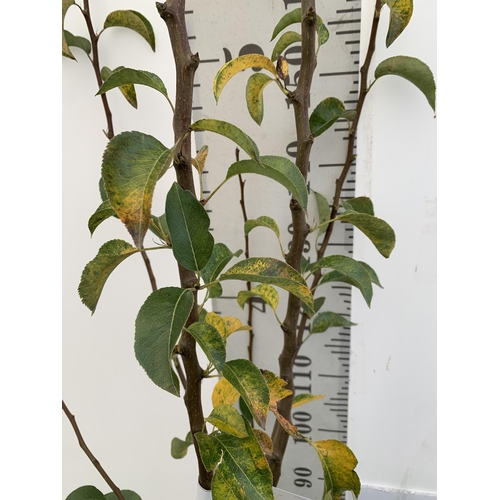 50 - ONE PEAR PYRUS FRUIT TREE WILLIAMS' BON CHRETIEN JUST UNDER 2 METRES TALL. IN A 12 LTR POT, THIS PEA... 