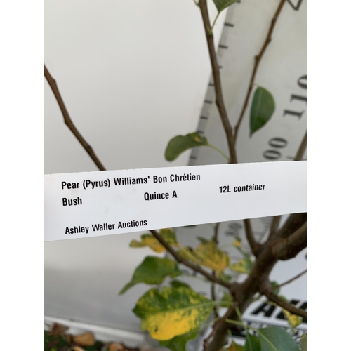 50 - ONE PEAR PYRUS FRUIT TREE WILLIAMS' BON CHRETIEN JUST UNDER 2 METRES TALL. IN A 12 LTR POT, THIS PEA... 