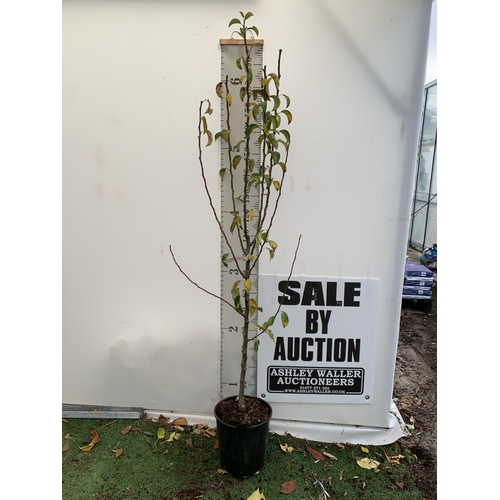 51 - ONE PEAR PYRUS FRUIT TREE WILLIAMS' BON CHRETIEN APPROX 210CM TALL. IN A 12 LTR POT, THIS PEAR IS A ... 