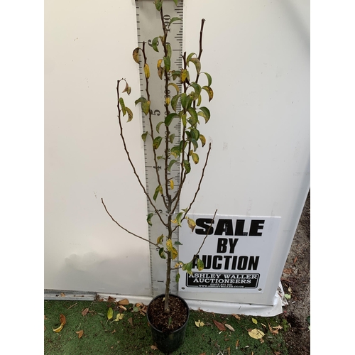 51 - ONE PEAR PYRUS FRUIT TREE WILLIAMS' BON CHRETIEN APPROX 210CM TALL. IN A 12 LTR POT, THIS PEAR IS A ... 