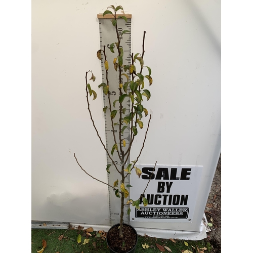 51 - ONE PEAR PYRUS FRUIT TREE WILLIAMS' BON CHRETIEN APPROX 210CM TALL. IN A 12 LTR POT, THIS PEAR IS A ... 