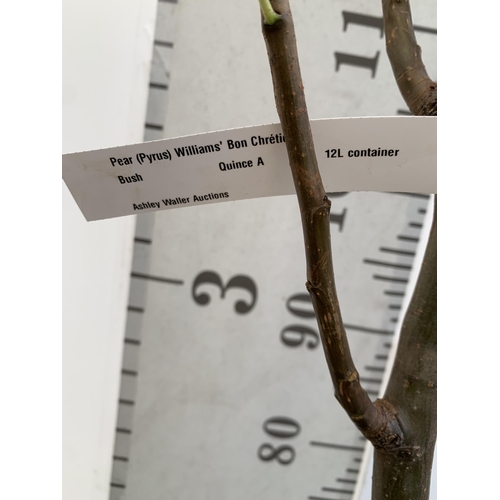 51 - ONE PEAR PYRUS FRUIT TREE WILLIAMS' BON CHRETIEN APPROX 210CM TALL. IN A 12 LTR POT, THIS PEAR IS A ... 