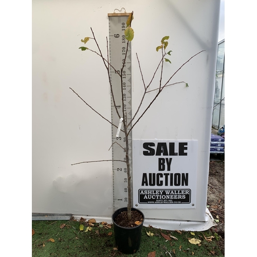 53 - ONE PLUM PRUNUS FRUIT TREE 'VICTORIA'. APPROX 2 METRES IN HEIGHT IN A 12 LTR POT. OVAL BRIGHT RED FR... 