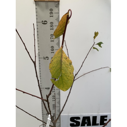 53 - ONE PLUM PRUNUS FRUIT TREE 'VICTORIA'. APPROX 2 METRES IN HEIGHT IN A 12 LTR POT. OVAL BRIGHT RED FR... 