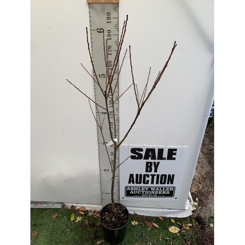 54 - ONE PLUM PRUNUS FRUIT TREE 'OPAL'. OVER 2 METRES IN HEIGHT IN A 12 LTR POT. ONE OF THE MOST RELIABLE... 