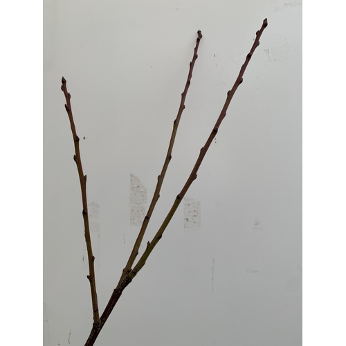 54 - ONE PLUM PRUNUS FRUIT TREE 'OPAL'. OVER 2 METRES IN HEIGHT IN A 12 LTR POT. ONE OF THE MOST RELIABLE... 