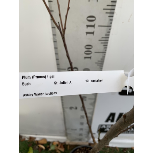 54 - ONE PLUM PRUNUS FRUIT TREE 'OPAL'. OVER 2 METRES IN HEIGHT IN A 12 LTR POT. ONE OF THE MOST RELIABLE... 