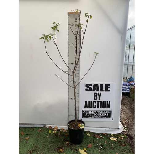 55 - ONE GREENGAGE TREE 'OLD GREENGAGE' APPROX 2 METRES IN HEIGHT IN A 12 LTR POT. SELECTED BY RHS FOR IT... 