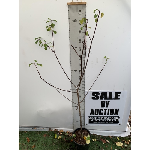 55 - ONE GREENGAGE TREE 'OLD GREENGAGE' APPROX 2 METRES IN HEIGHT IN A 12 LTR POT. SELECTED BY RHS FOR IT... 