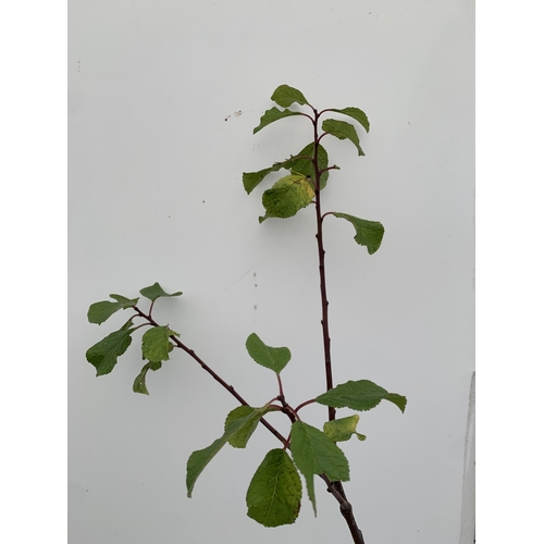 55 - ONE GREENGAGE TREE 'OLD GREENGAGE' APPROX 2 METRES IN HEIGHT IN A 12 LTR POT. SELECTED BY RHS FOR IT... 