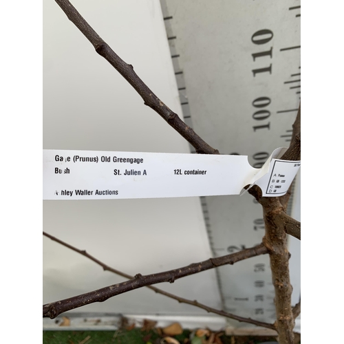 55 - ONE GREENGAGE TREE 'OLD GREENGAGE' APPROX 2 METRES IN HEIGHT IN A 12 LTR POT. SELECTED BY RHS FOR IT... 