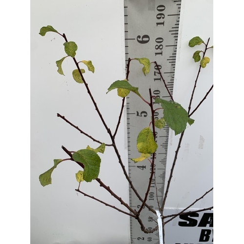 56 - ONE GREENGAGE TREE 'OLD GREENGAGE' APPROX 2 METRES IN HEIGHT IN A 12 LTR POT. SELECTED BY RHS FOR IT... 