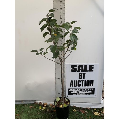 59 - ONE COOKING APPLE BRAMLEY'S SEEDING MALUS TREE. APPROX 180CM TALL IN A 12 LTR POT. PROPAGATED FROM T... 