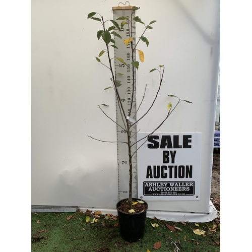 60 - ONE APPLE MALUS COX FRUIT TREE. SELF FERTILE IN A 12 LTR POT APPROX 190CM IN HEIGHT. FRUIT IS THE SA... 