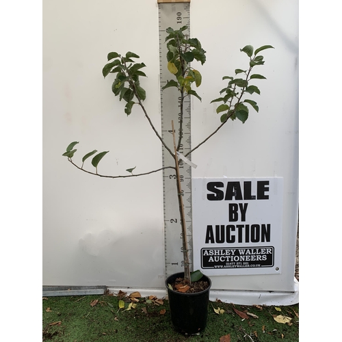 61 - ONE COOKING APPLE BRAMLEY'S SEEDING MALUS TREE. APPROX 180CM TALL IN A 12 LTR POT. PROPAGATED FROM T... 