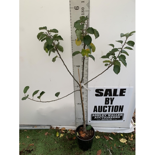 61 - ONE COOKING APPLE BRAMLEY'S SEEDING MALUS TREE. APPROX 180CM TALL IN A 12 LTR POT. PROPAGATED FROM T... 