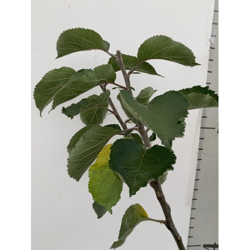 61 - ONE COOKING APPLE BRAMLEY'S SEEDING MALUS TREE. APPROX 180CM TALL IN A 12 LTR POT. PROPAGATED FROM T... 