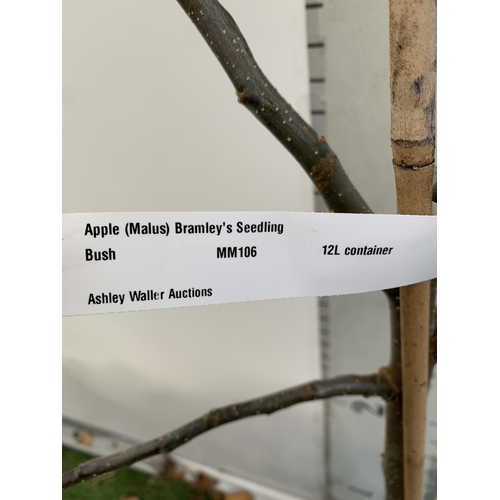 61 - ONE COOKING APPLE BRAMLEY'S SEEDING MALUS TREE. APPROX 180CM TALL IN A 12 LTR POT. PROPAGATED FROM T... 