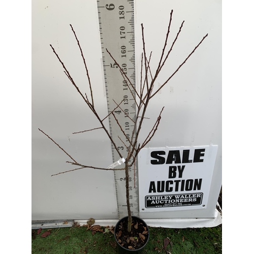 66 - ONE PLUM PRUNUS FRUIT TREE 'OPAL'. APPROX 190CM IN HEIGHT IN A 12 LTR POT. ONE OF THE MOST RELIABLE ... 