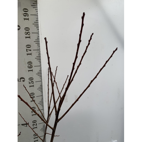 66 - ONE PLUM PRUNUS FRUIT TREE 'OPAL'. APPROX 190CM IN HEIGHT IN A 12 LTR POT. ONE OF THE MOST RELIABLE ... 