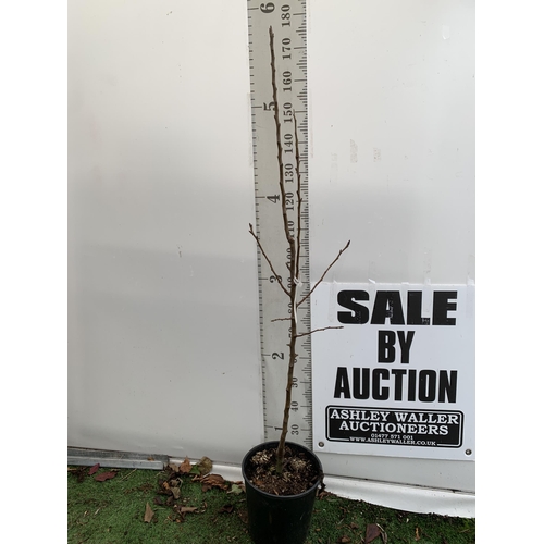 69 - ONE PEAR PYRUS FRUIT TREE WILLIAMS' BON CHRETIEN APPROX 180CM TALL. IN A 12 LTR POT WITH NO VAT, THI... 