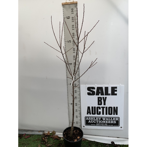 70 - ONE PLUM PRUNUS FRUIT TREE 'OPAL'. APPROX 190CM IN HEIGHT IN A 12 LTR POT. ONE OF THE MOST RELIABLE ... 