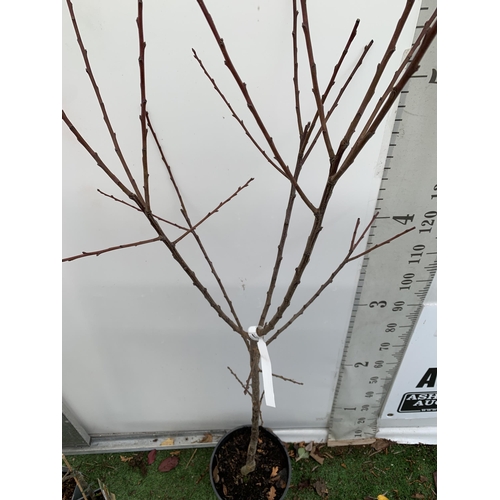 70 - ONE PLUM PRUNUS FRUIT TREE 'OPAL'. APPROX 190CM IN HEIGHT IN A 12 LTR POT. ONE OF THE MOST RELIABLE ... 