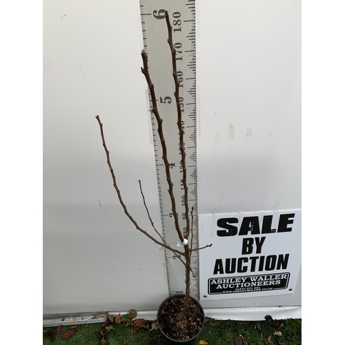 71 - ONE PEAR PYRUS FRUIT TREE WILLIAMS' BON CHRETIEN APPROX 190CM TALL. IN A 12 LTR POT, THIS PEAR IS A ... 