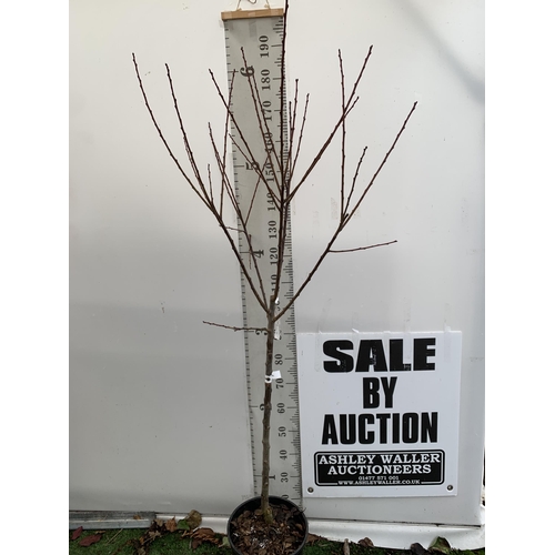 72 - ONE PLUM PRUNUS FRUIT TREE 'OPAL'. APPROX 2 METRES IN HEIGHT IN A 12 LTR POT. ONE OF THE MOST RELIAB... 