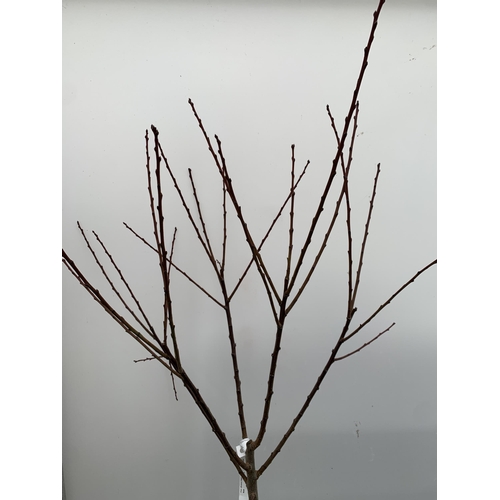 72 - ONE PLUM PRUNUS FRUIT TREE 'OPAL'. APPROX 2 METRES IN HEIGHT IN A 12 LTR POT. ONE OF THE MOST RELIAB... 