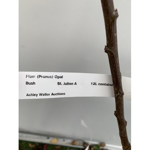 72 - ONE PLUM PRUNUS FRUIT TREE 'OPAL'. APPROX 2 METRES IN HEIGHT IN A 12 LTR POT. ONE OF THE MOST RELIAB... 