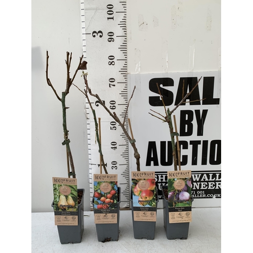 81 - FOUR MIXED FRUIT TREES IN 5 LTR POTS. ONE CONFERENCE PEAR, ONE VICTORIA PLUM, ONE APPLE JONAGOLD, AN... 