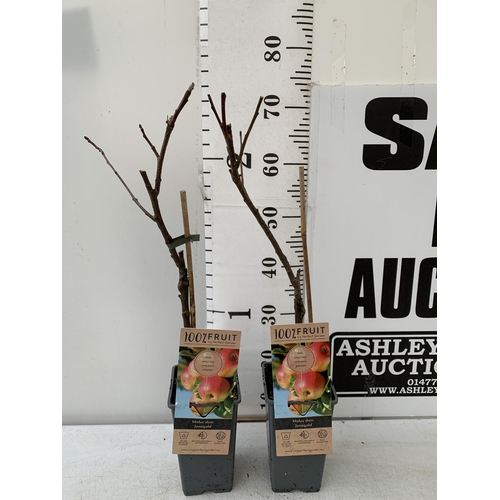 85 - TWO EATING APPLE FRUIT TREES IN 5 LTR POTS.  TWO MALUS DOMESTICA 'JONAGOLD' APPROX 70CM IN HEIGHT. T... 