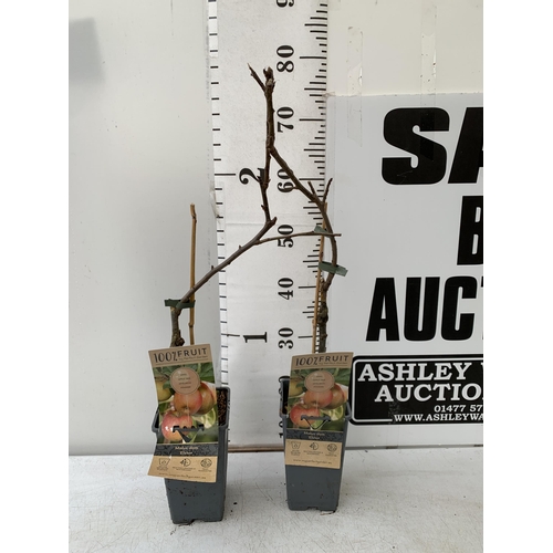 86 - TWO EATING APPLE FRUIT TREES IN 5 LTR POTS.  TWO MALUS DOMESTICA 'ELSTAR' APPROX 80CM IN HEIGHT. TO ... 