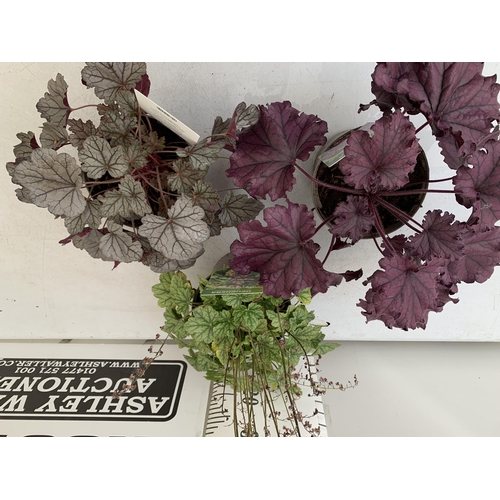 88 - THREE VARIOUS HEUCHERA TO INCLUDE SILVER BERRY, BERRY TIMELESS AND FOREVER PURPLE. IN TWO LITRE POTS... 