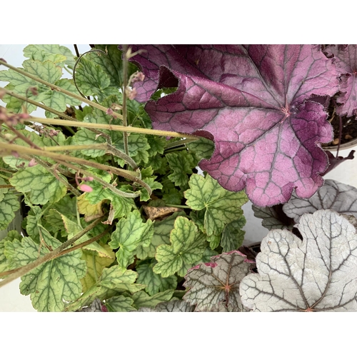 88 - THREE VARIOUS HEUCHERA TO INCLUDE SILVER BERRY, BERRY TIMELESS AND FOREVER PURPLE. IN TWO LITRE POTS... 