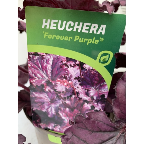 88 - THREE VARIOUS HEUCHERA TO INCLUDE SILVER BERRY, BERRY TIMELESS AND FOREVER PURPLE. IN TWO LITRE POTS... 