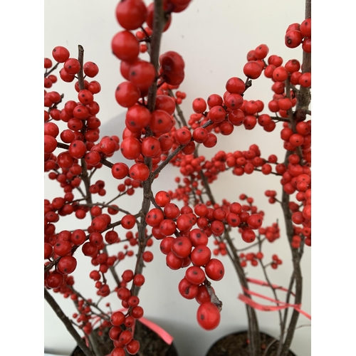 89 - 2 LARGE HOLLY ILEX VERTICILLATA WINTERBERRY IN 5 LTR POTS. APPROX A METRE TALL LADEN WITH BERRIES. T... 