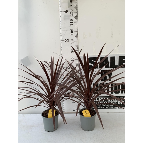 90 - TWO CORDYLINE AUSTRALIS REDSTAR 80CM - 80CM TALL , IN 3 LTR POTS TO BE SOLD FOR THE TWO