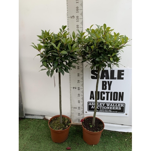 93 - A PAIR OF STANDARD KITCHEN BAY TREES 'LAURUS NOBILIS' IN 10 LTR POTS APPROX 140CM IN HEIGHT TO BE SO... 