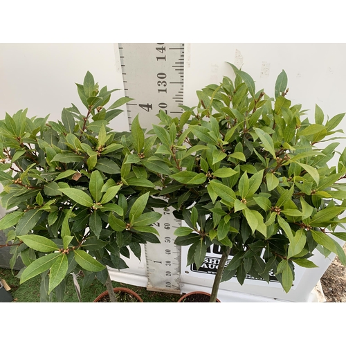 93 - A PAIR OF STANDARD KITCHEN BAY TREES 'LAURUS NOBILIS' IN 10 LTR POTS APPROX 140CM IN HEIGHT TO BE SO... 