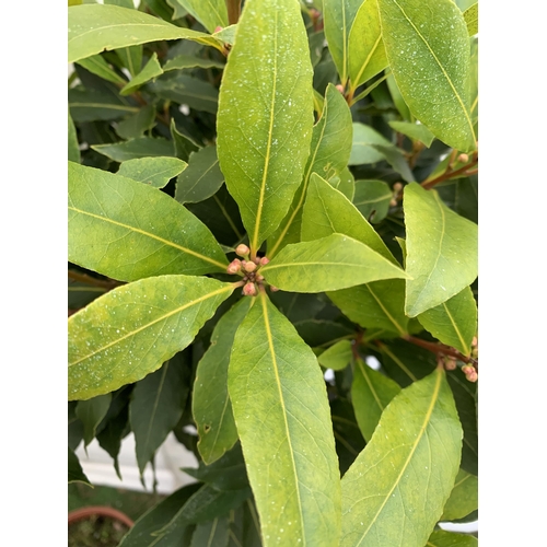 93 - A PAIR OF STANDARD KITCHEN BAY TREES 'LAURUS NOBILIS' IN 10 LTR POTS APPROX 140CM IN HEIGHT TO BE SO... 