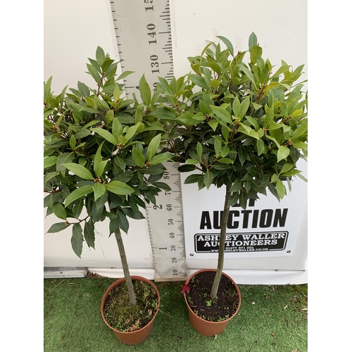 93 - A PAIR OF STANDARD KITCHEN BAY TREES 'LAURUS NOBILIS' IN 10 LTR POTS APPROX 140CM IN HEIGHT TO BE SO... 